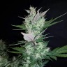 купить семена сортовой конопли Auto Dark Devil feminised