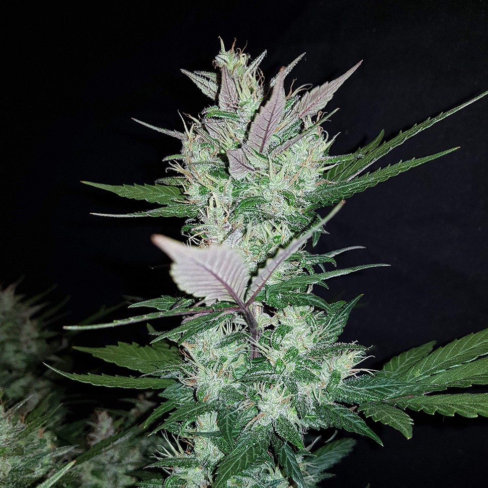 купить семена сортовой конопли Auto Dark Devil feminised