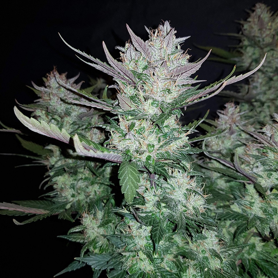 купить семена конопли интернет магазин Auto Dark Devil feminised