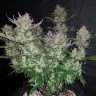 купить семена конопли автоцвет Auto Dark Devil feminised
