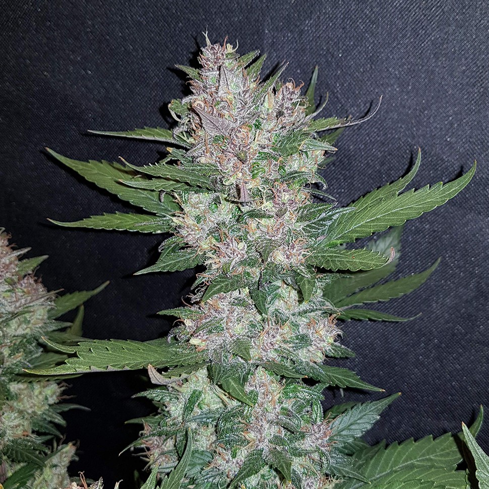 купить мощные семена конопли Auto Dark Devil feminised