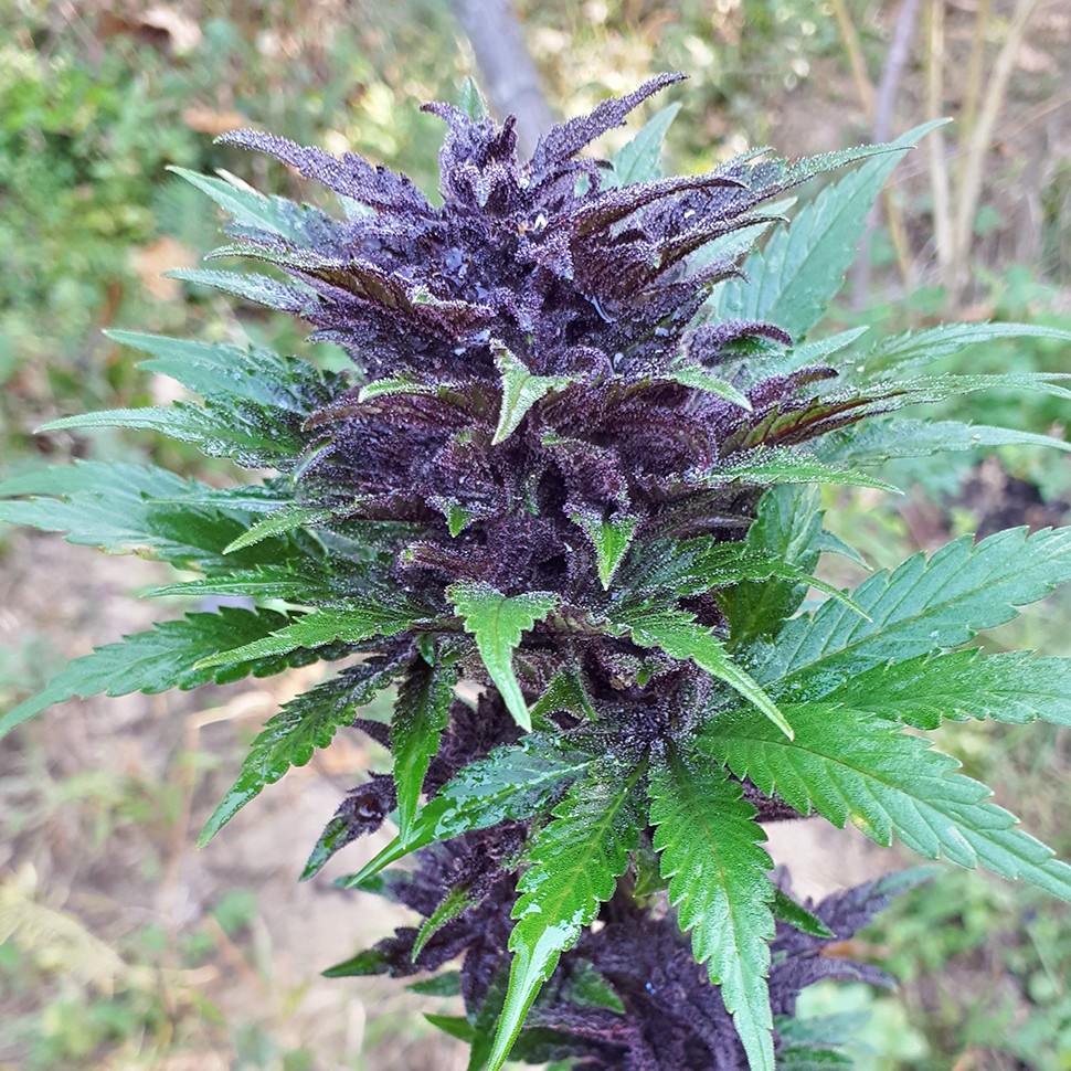 купить семена конопли дешево Auto Dark Devil feminised