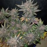 купить семена конопли в интернете Auto Dark Devil feminised