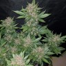заказ семян конопли Auto Dark Devil feminised