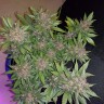 где заказать семена конопли Auto Dark Devil feminised