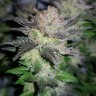 купить семена конопли f1 в оригинальной упаковке Auto Critical CBD feminised