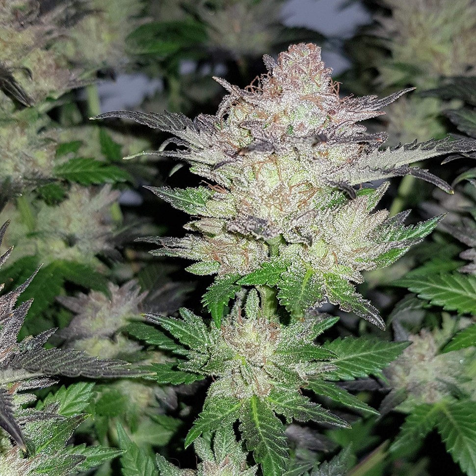 купить семена конопли недорого Auto Critical CBD feminised