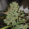 купить семена конопли медицинской  Auto Blueberry feminised