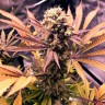 купить семена конопли индика  Auto Blueberry feminised