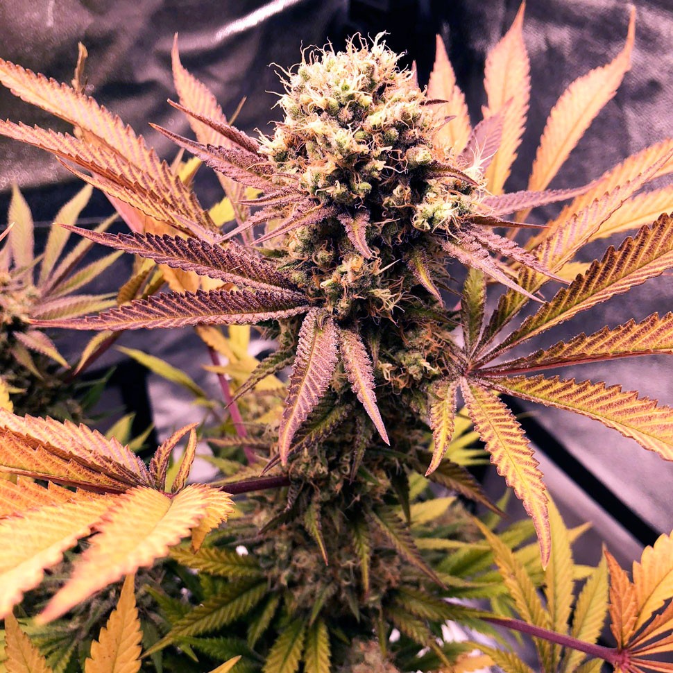 купить семена конопли индика  Auto Blueberry feminised