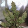 заказ семян конопли Auto Blueberry feminised