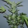 заказать на сайте семена конопли Auto White Widow x AK feminised