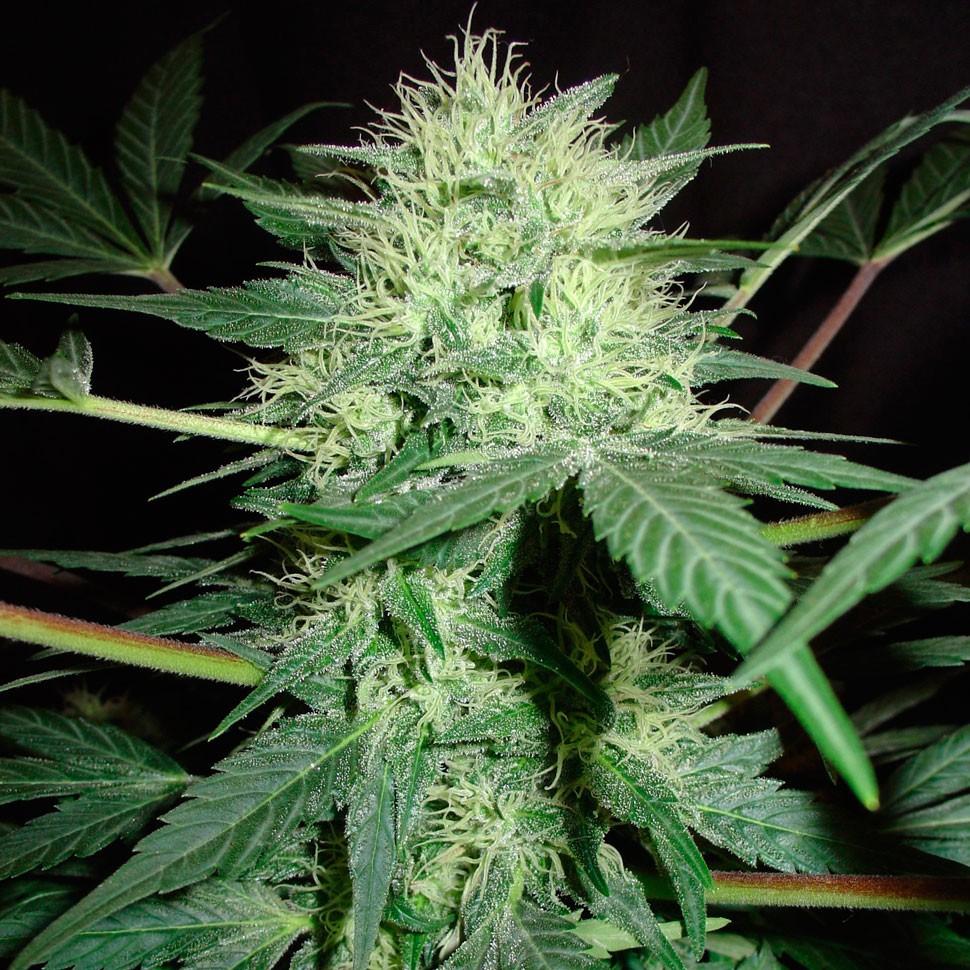 заказать семена конопли Auto Northern Lights feminised