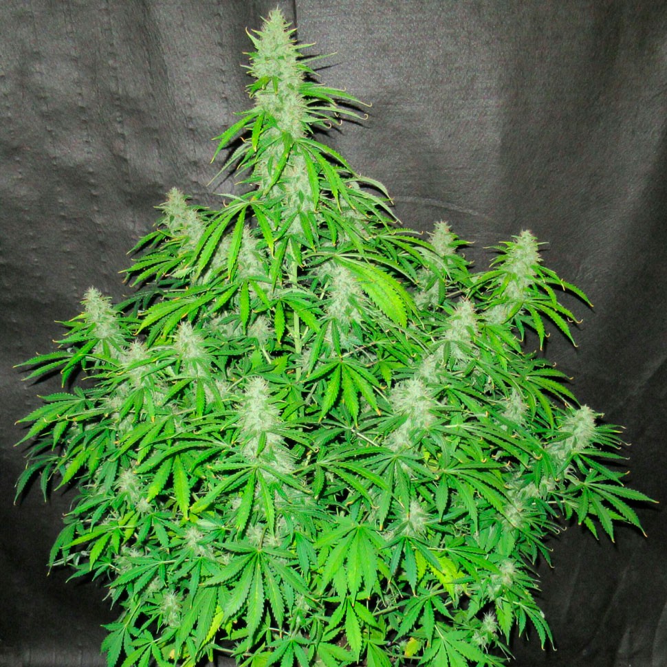 купить семена конопли в оригинальных упаковках Auto Northern Lights feminised