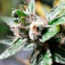 купить семена конопли в Украине Auto Super Skunk feminised