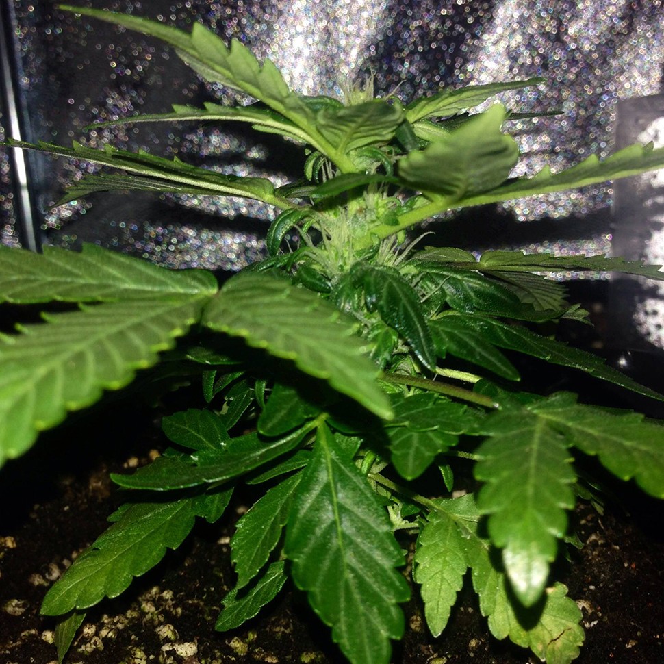 купить семена конопли Auto Lowryder2 feminised