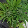 купить качественные семена конопли Auto Lowryder2 feminised