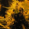 Семена ганжа  Auto Lowryder #2 feminised Ganja Seeds