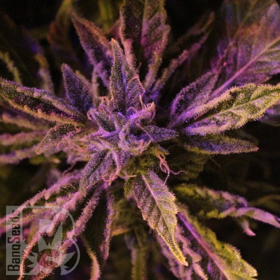 Семена ганжа  Auto Lowryder #2 feminised Ganja Seeds