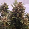 купить качественные семена конопли Auto Big Devil feminised