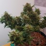 купить автоцветущие семена конопли Auto Big Devil feminised