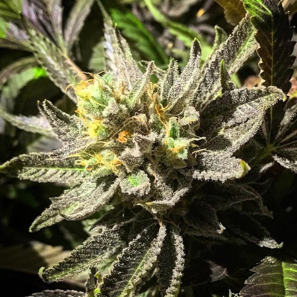 Семена конопли Bubbleberry regular Ganja Seeds