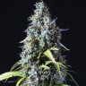 Семена  Auto Haze feminised Ganja Seeds