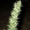 Семена  Auto Haze feminised Ganja Seeds
