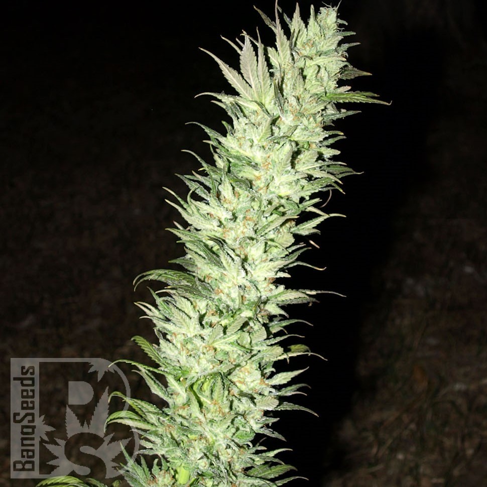 Семена  Auto Haze feminised Ganja Seeds
