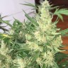 купить семена конопли в Украине Auto Cheese feminised
