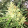 купить семена конопли Auto Cheese feminised