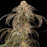 Семена конопли  Afghan Kush feminised Ganja Seeds