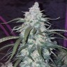 купить семена конопли Auto Fast Bud feminised