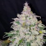 купить семена конопли недорого Auto Fast Bud feminised