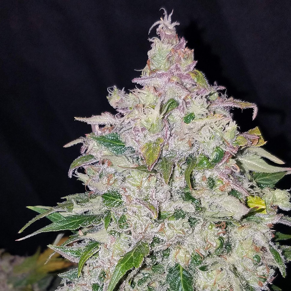 купить семена конопли недорого Auto Fast Bud feminised