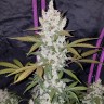 купить семена конопли феминизированные  Auto Fast Bud feminised