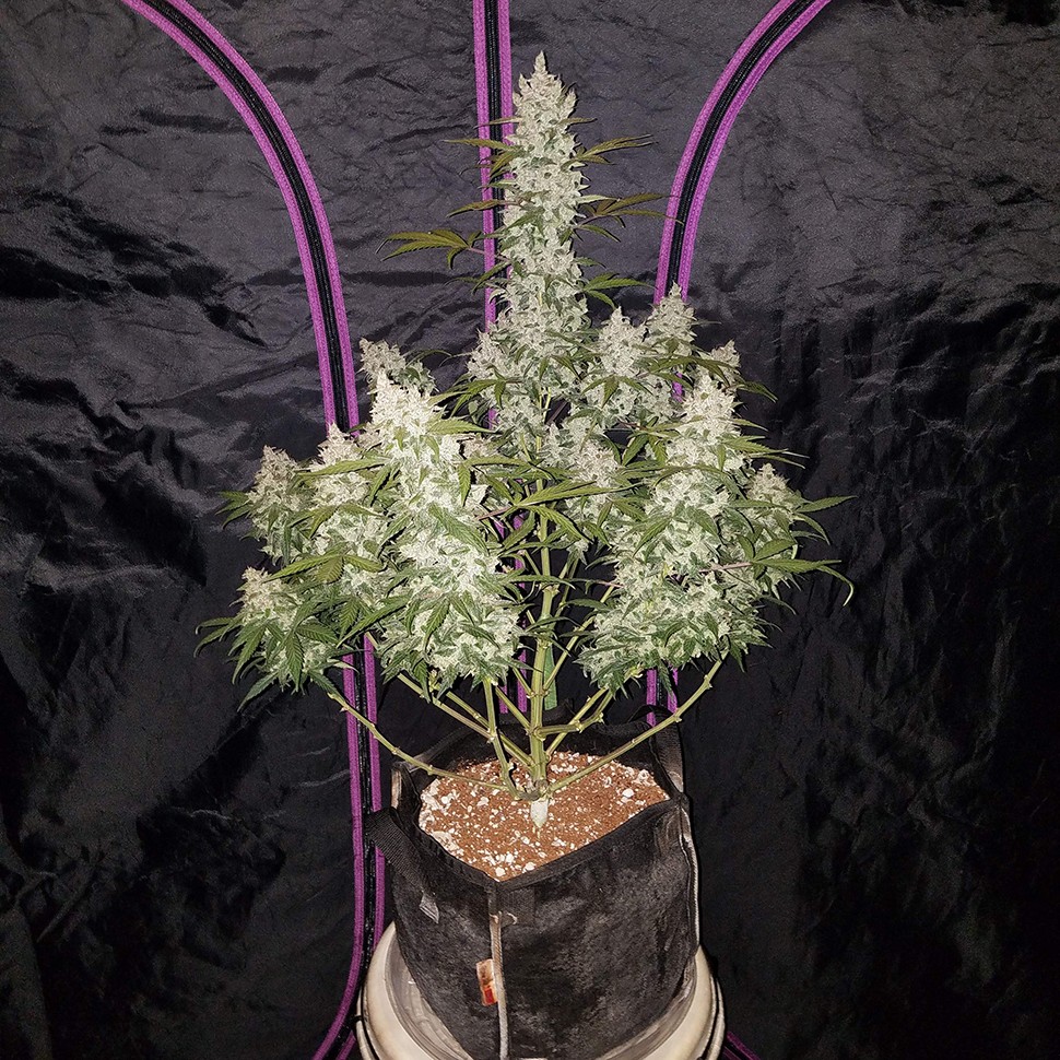 купить семена сортовой конопли Auto Fast Bud feminised