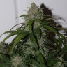 купить автоцветущие семена конопли Auto Fast Bud feminised