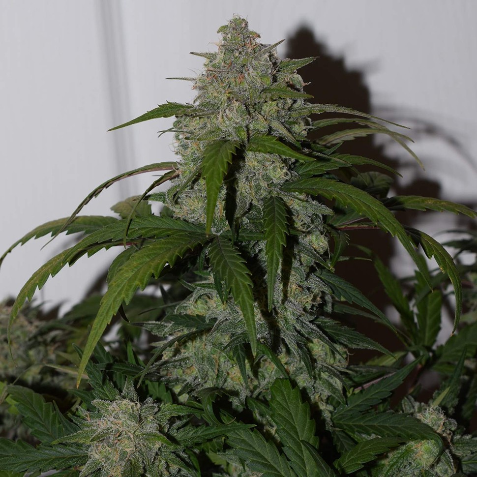 купить автоцветущие семена конопли Auto Fast Bud feminised