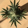 качественные семена конопли Auto Afghan Kush feminised Ganja Seeds