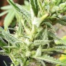 Семена конопли Auto Mandarine XXL feminised Ganja Seeds