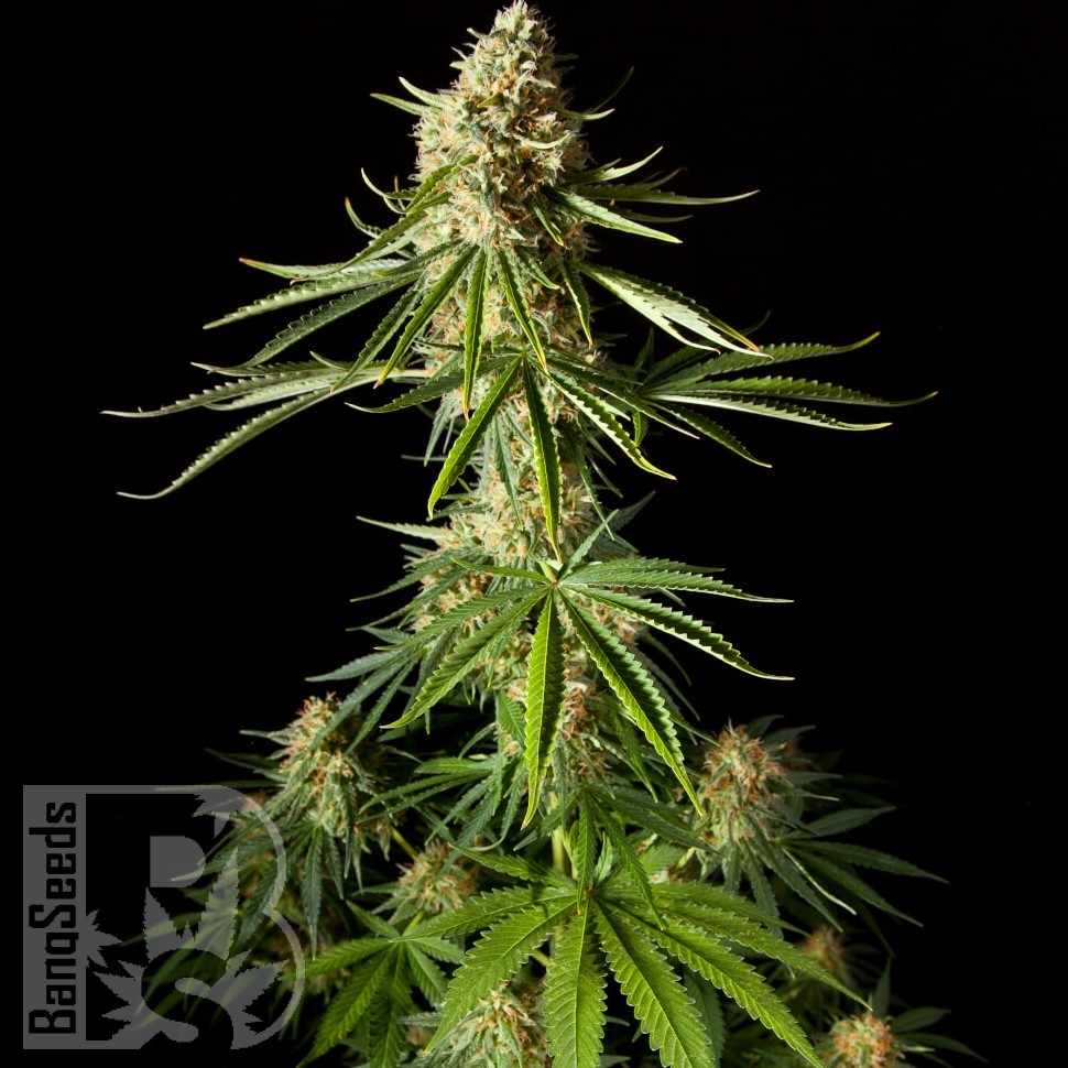 Семена марихуаны  Auto Mandarine XXL feminised Ganja Seeds