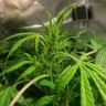 Семена  Auto AK 49 feminised Ganja Seeds