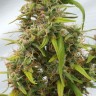 купить качественные семена конопли Auto Lowryder feminised