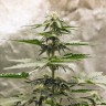 купить семена конопли аутдор Auto Lowryder feminised