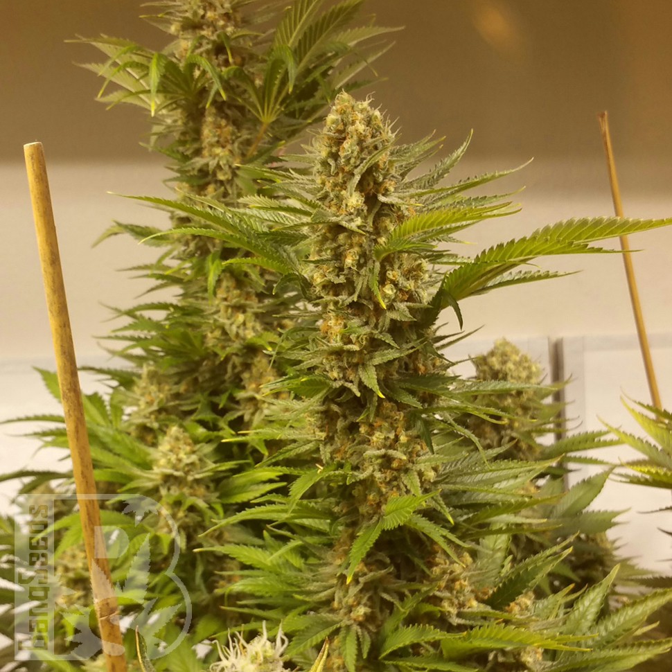 Семена марихуаны White Widow x Black Domina feminised Ganja Seeds