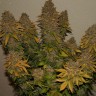 Семена марихуаны  Auto Night Queen feminised Ganja Seeds