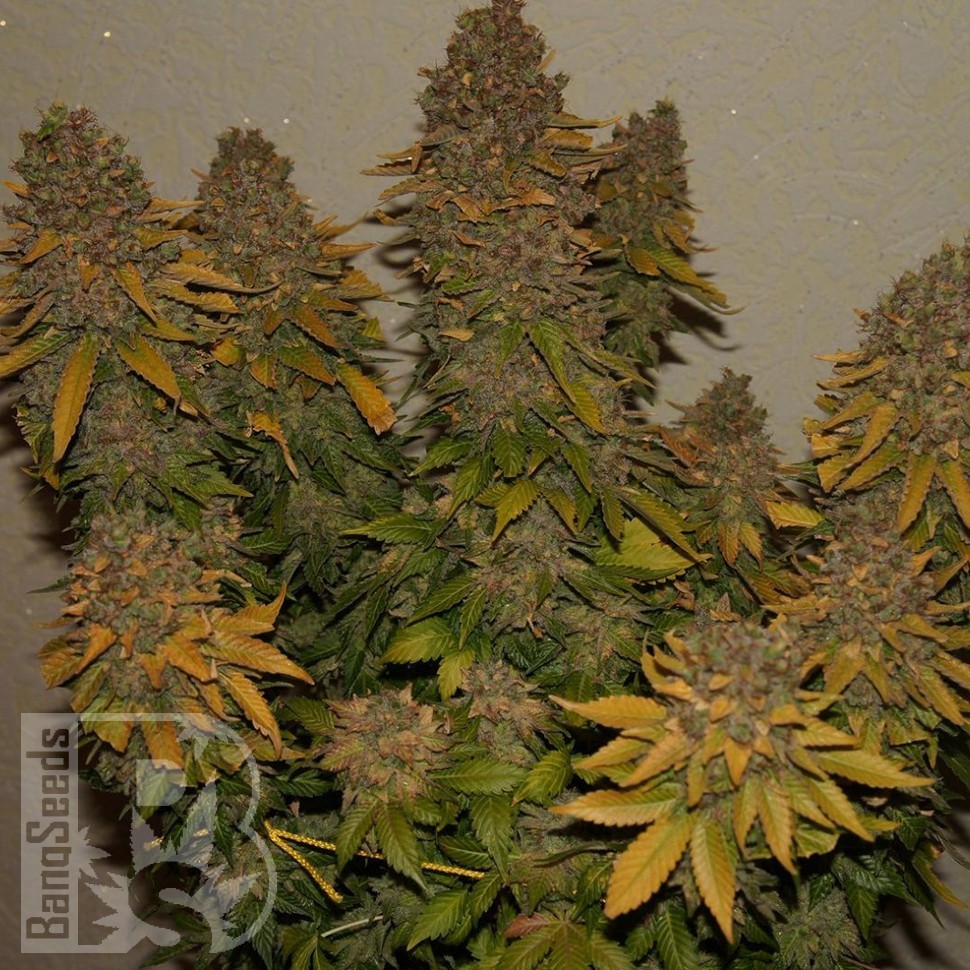 Семена марихуаны  Auto Night Queen feminised Ganja Seeds