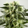 Семена каннабиса  Auto Super Silver Haze feminised Ganja Seeds
