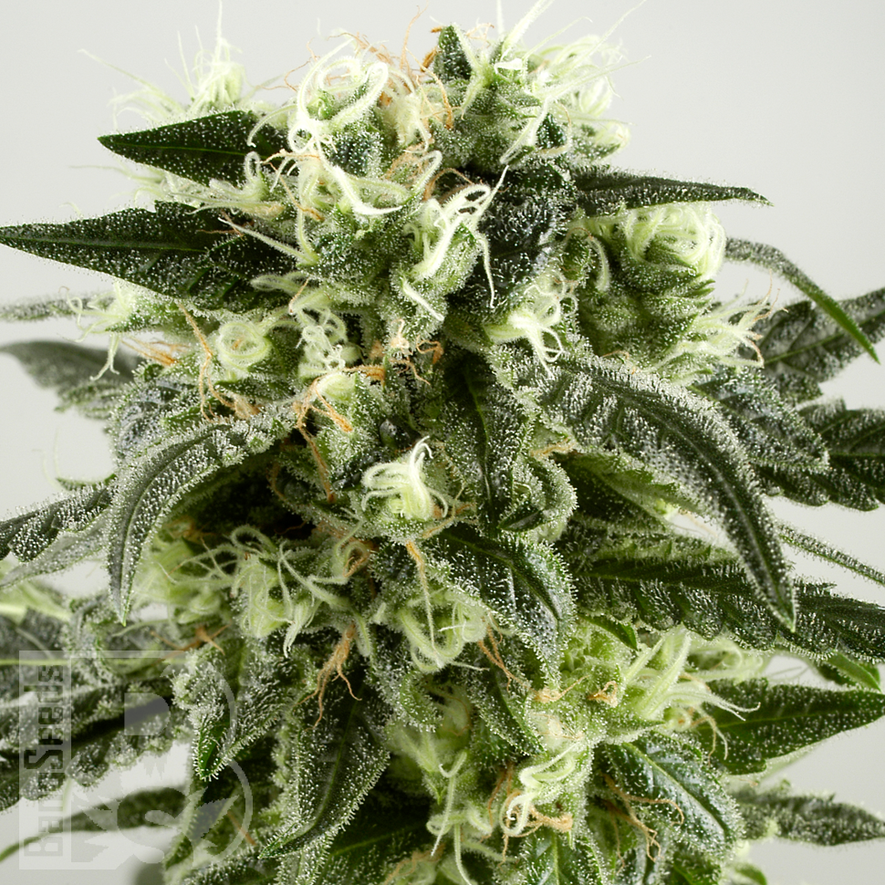 Семена каннабиса  Auto Super Silver Haze feminised Ganja Seeds